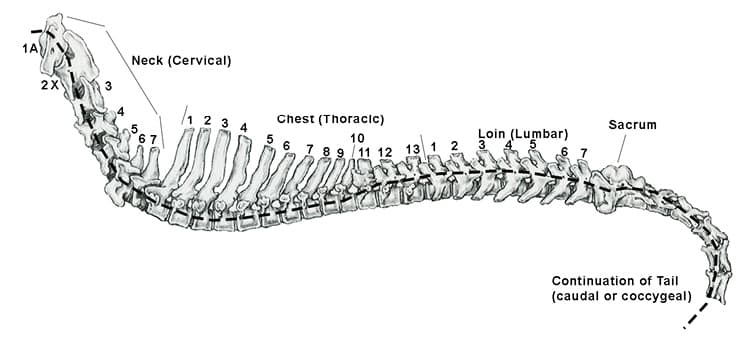 A Closer Look at the Canine Spine A Closer Look at the Canine Spine