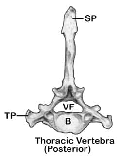 A Closer Look at the Canine Spine A Closer Look at the Canine Spine