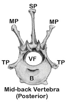 A Closer Look at the Canine Spine