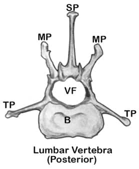 A Closer Look at the Canine Spine