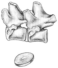 A Closer Look at the Canine Spine A Closer Look at the Canine Spine