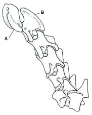 A Closer Look at the Canine Spine