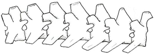 A Closer Look at the Canine Spine