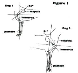 Coonhound Structure Coonhound Structure