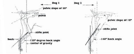 Coonhound Structure Coonhound Structure