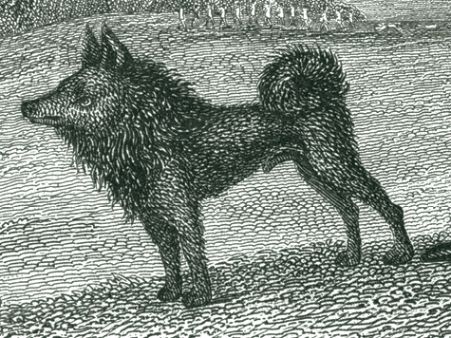 Proposal to Revise The Schipperke FCI Standard