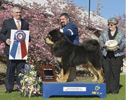 Dan Nechemias & Lois Claus | Dawa Tibetan Mastiffs Dan Nechemias & Lois Claus | Dawa Tibetan Mastiffs