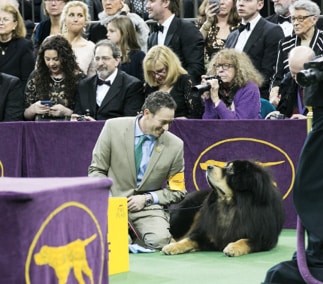 Dan Nechemias & Lois Claus | Dawa Tibetan Mastiffs Dan Nechemias & Lois Claus | Dawa Tibetan Mastiffs