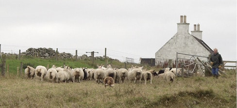 In Search of the Last Shetland Sheepdog Breeders In Search of the Last Shetland Sheepdog Breeders