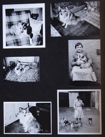 In Search of the Last Shetland Sheepdog Breeders