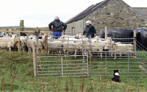 In Search of the Last Shetland Sheepdog Breeders In Search of the Last Shetland Sheepdog Breeders