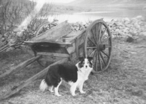 In Search of the Last Shetland Sheepdog Breeders