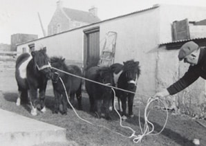 In Search of the Last Shetland Sheepdog Breeders