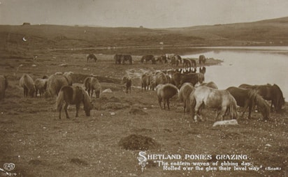 In Search of the Last Shetland Sheepdog Breeders In Search of the Last Shetland Sheepdog Breeders