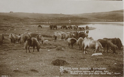In Search of the Last Shetland Sheepdog Breeders