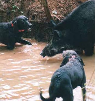 The Plott | A Hound of a Different Color Two dogs shown hunting a hog