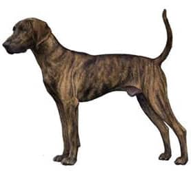 Brindle colored Plott Hound side photo