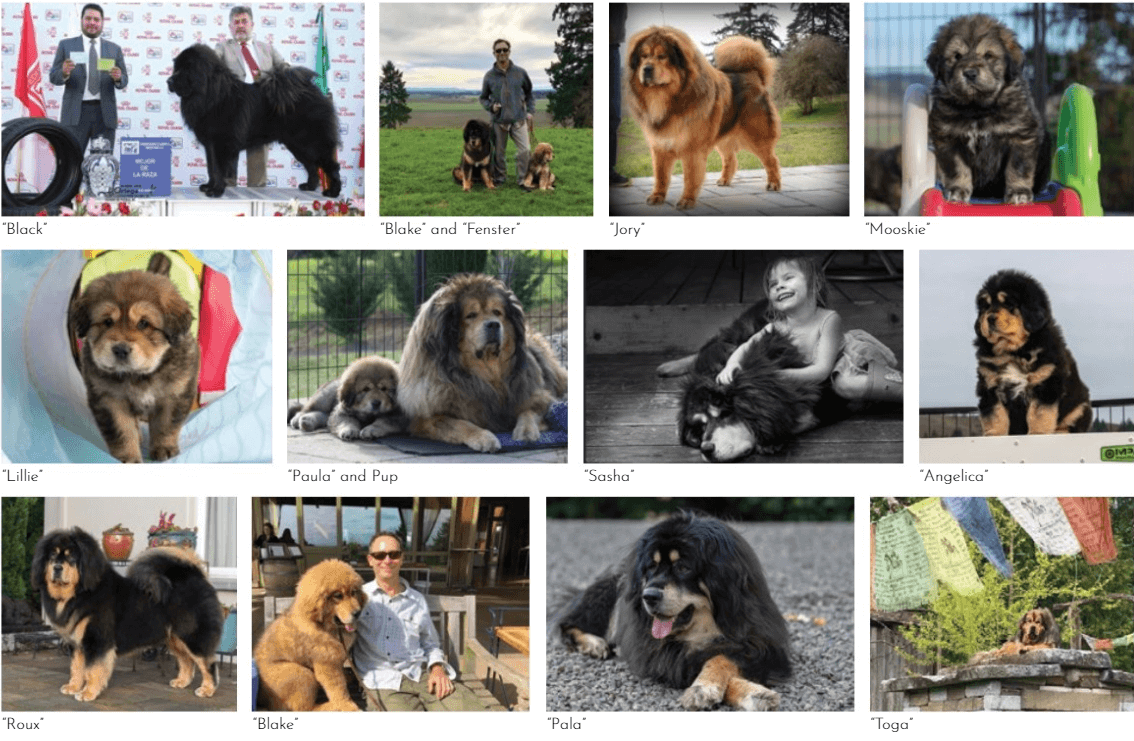 Dan Nechemias & Lois Claus | Dawa Tibetan Mastiffs Dan Nechemias & Lois Claus | Dawa Tibetan Mastiffs
