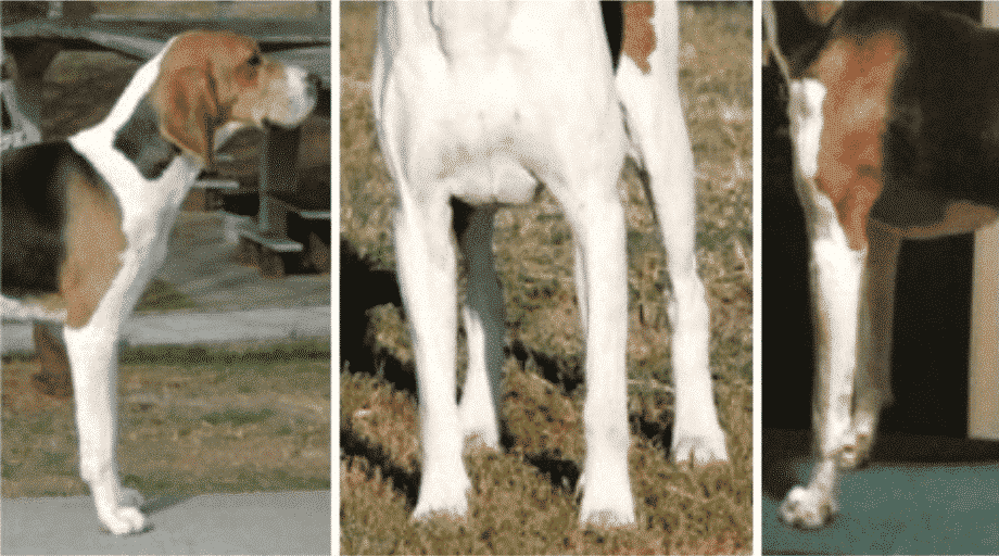 Coonhound Structure Coonhound Structure