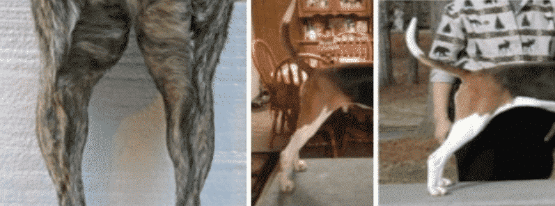 Coonhound Structure Coonhound Structure
