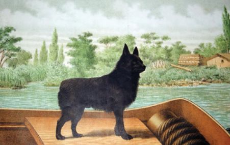 Proposal to Revise The Schipperke FCI Standard Proposal to Revise The Schipperke FCI Standard