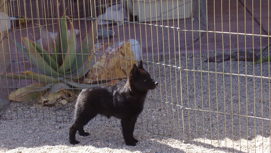 Black Schipperke puppy