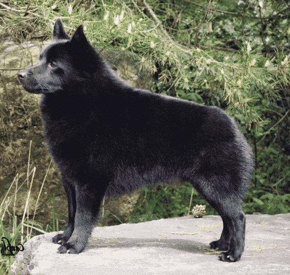 Black Schipperke dog with no tail