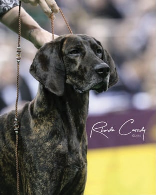 Plott Hound head photo