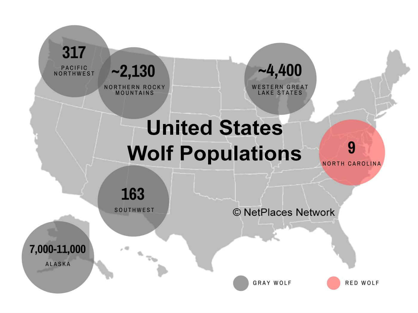 Preserving The Wild Wolf Preserving The Wild Wolf
