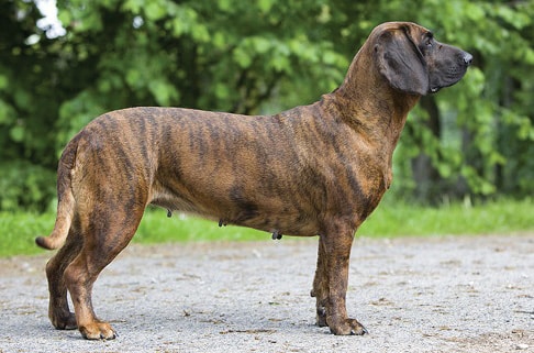 The Plott | A Hound of a Different Color Brindle colored plott hound side photo