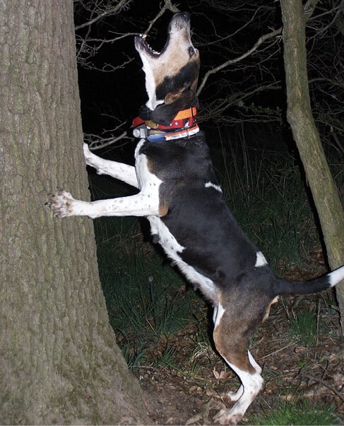 Treeing Walker Coonhound Treeing Walker Coonhound
