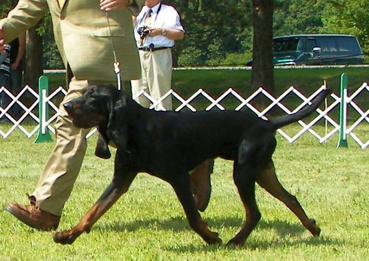 Judging The Black And Tan Coonhound Judging The Black And Tan Coonhound