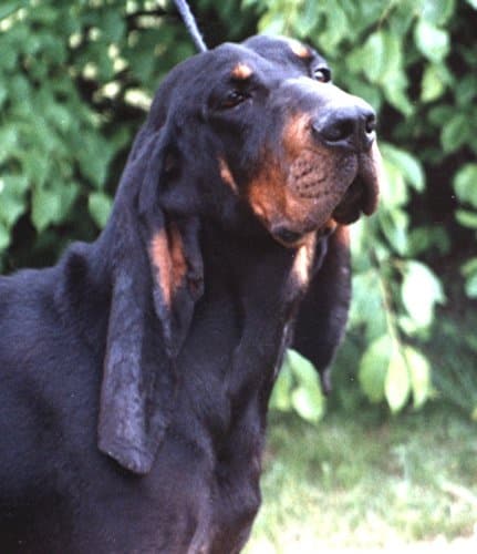 Judging The Black And Tan Coonhound Judging The Black And Tan Coonhound