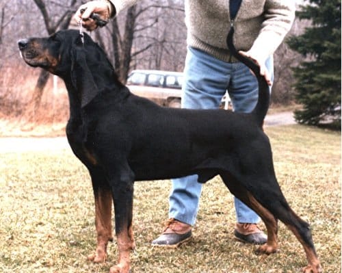 Judging The Black And Tan Coonhound