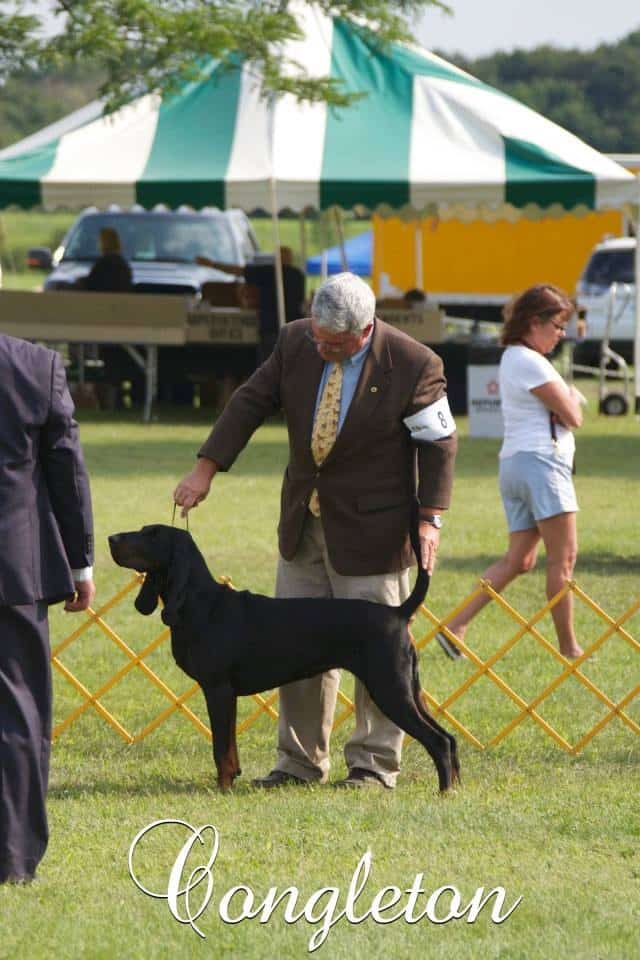 Judging The Black And Tan Coonhound