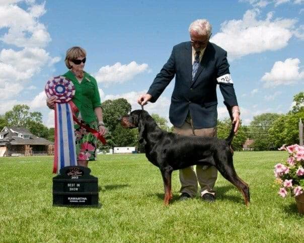 Judging The Black And Tan Coonhound Judging The Black And Tan Coonhound