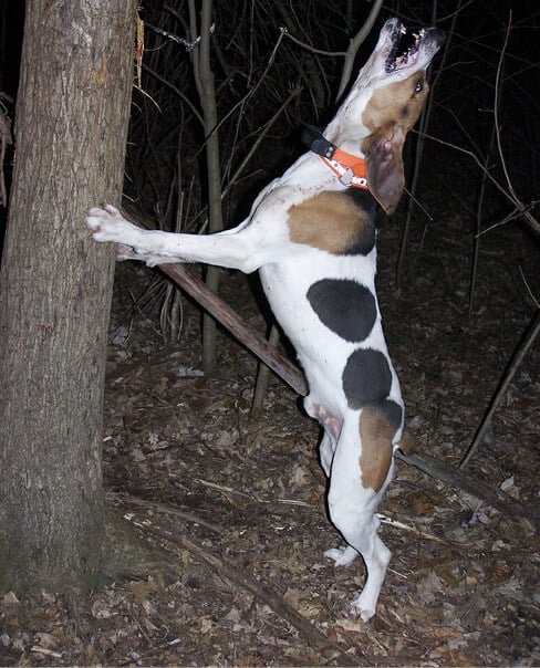 Treeing Walker Coonhound Treeing Walker Coonhound