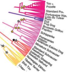 Proposal to Revise The Schipperke FCI Standard