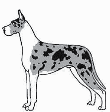 Judging The Merle Great Dane Ideal Mantle Merle Judging The Merle Great Dane