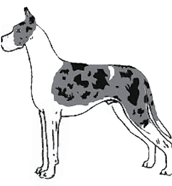 Judging The Merle Great Dane Judging The Merle Great Dane
