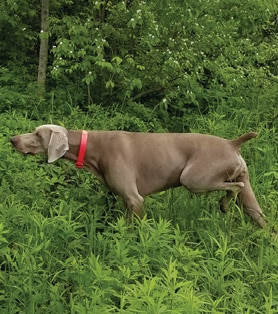 The Versatile Weimaraner