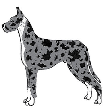Judging The Merle Great Dane Judging The Merle Great Dane