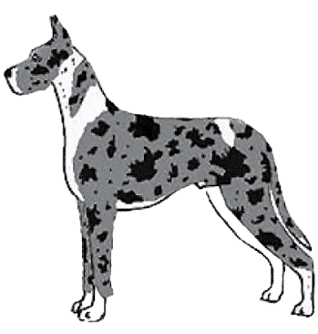 Judging The Merle Great Dane Judging The Merle Great Dane