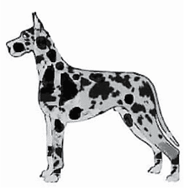 Judging The Merle Great Dane Ideal Solid Merle Judging The Merle Great Dane