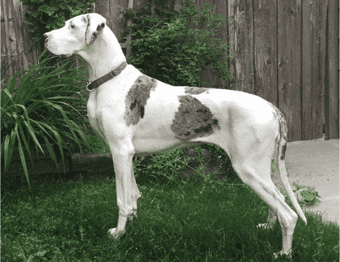 Judging The Merle Great Dane