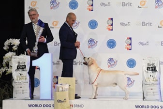 FCI World Dog Show Brno 2021 FCI World Dog Show Brno 2021