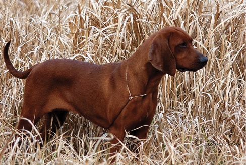 Judging Redbone Coonhounds dog standing in the field of tall yellow dried out grass