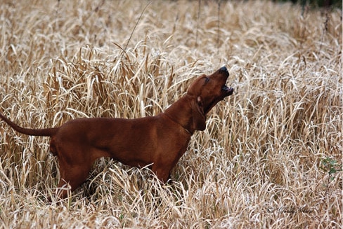 Judging Redbone Coonhounds dog barking in a field