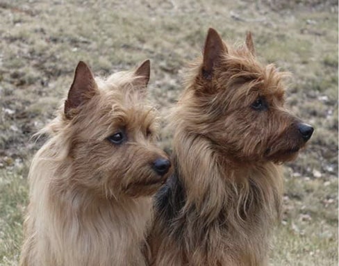 Australian Terrier Head | Complete Guide Two Australian Terriers