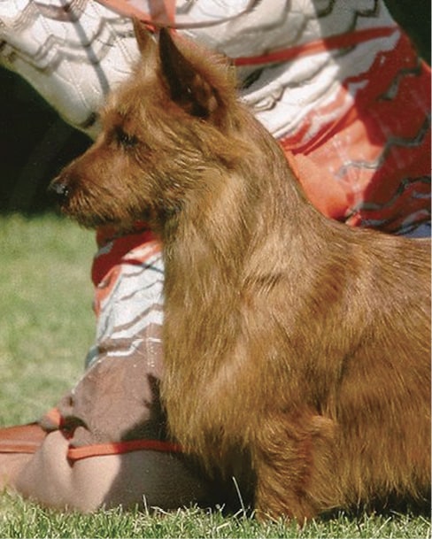 Australian Terrier Head | Complete Guide Side photo of an Australian Terrier head